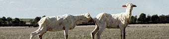 Nicola Loder, Sheep, the road to Maryborough (detail)