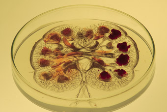 Niki Sperou, Man a Plant, giclee print (installation detail) Flinders Medical Centre, glass, plant, tissue culture, gel nutrient medium, drawing (2007)