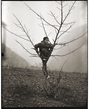 Girl and Tree, 2006, Adou