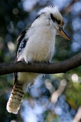 Kookaburra