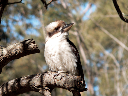 Kookaburra