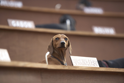 Bennett Miller, Dachshund UN 