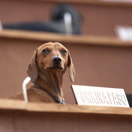 Bennett Miller, Dachshund U.N. [performance documentation] 2010. Next Wave Festival, Melbourne