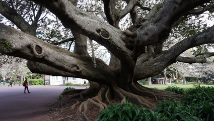 Albert Park, Auckland