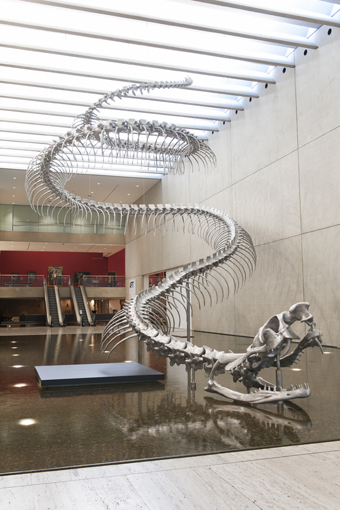 Huang Yong Ping, Ressort 2012, aluminium, stainless steel. Purchased 2012 with funds from Tim Fairfax, AM, through the Queensland Art Gallery Foundation, Queensland Art Gallery Collection