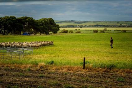 Sheep Muster, Southern Encounter, Wired Lab