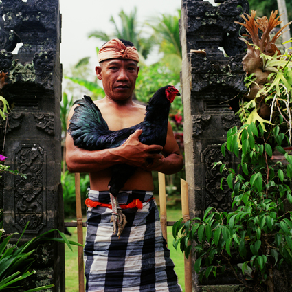 Emmanuel Angelikas, BUKA, Ketut and his prize cock, Ubud, 2005, courtesy the artist