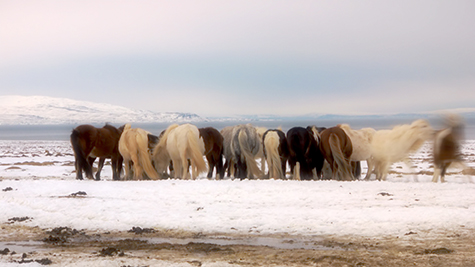 Horses, Tim Bruniges, Drones